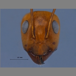 Camponotus turkestanus Author, Jahr frontal