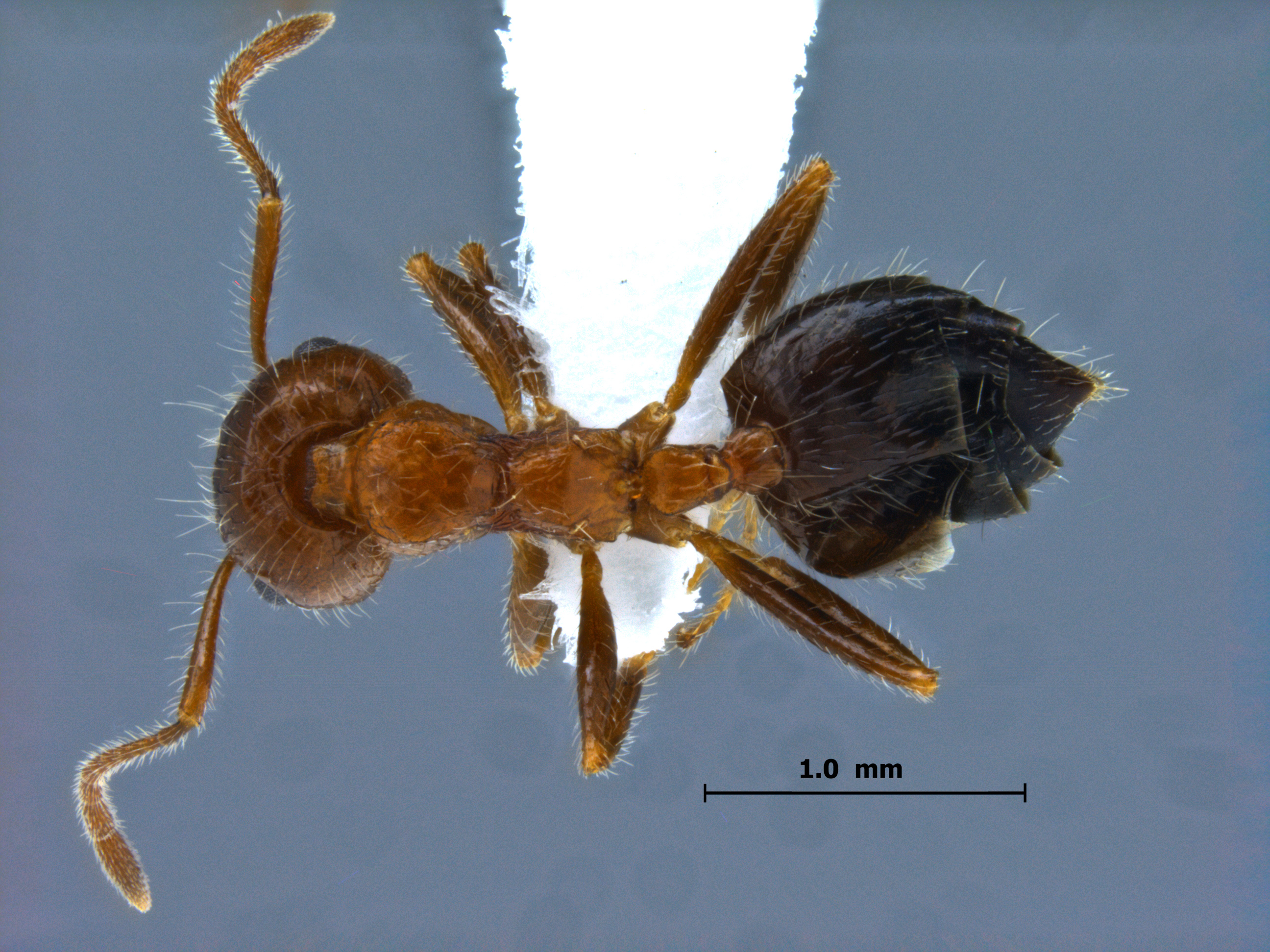 Crematogaster subdentata dorsal