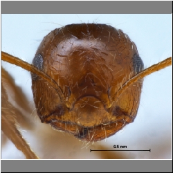 Crematogaster subdentata Mayr, 1877 frontal