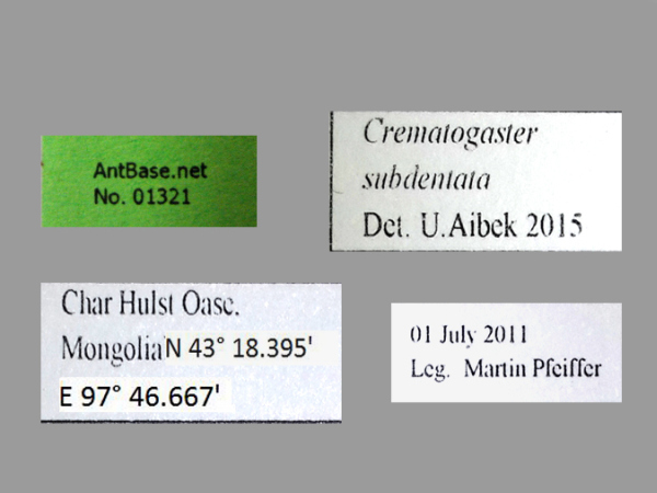 Crematogaster subdentata label