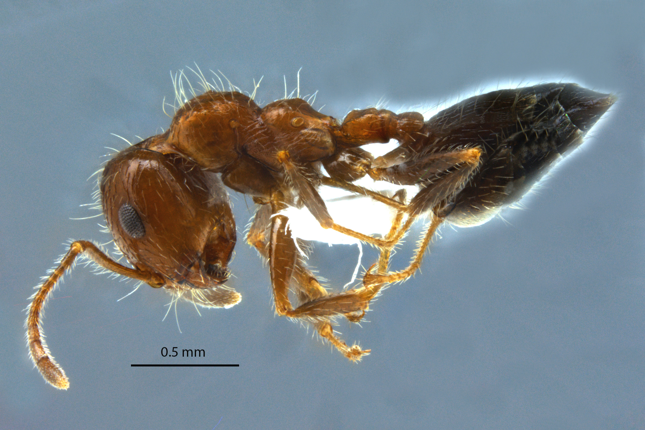 Crematogaster subdentata lateral