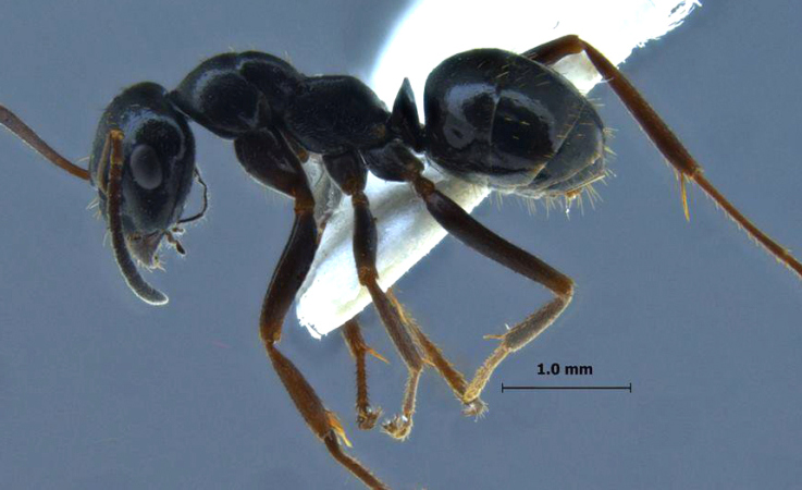 Formica candida lateral