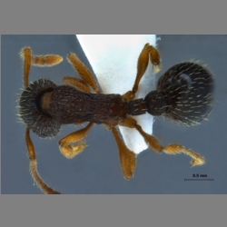 Myrmica angulinodis Ruzsky, 1905 dorsal