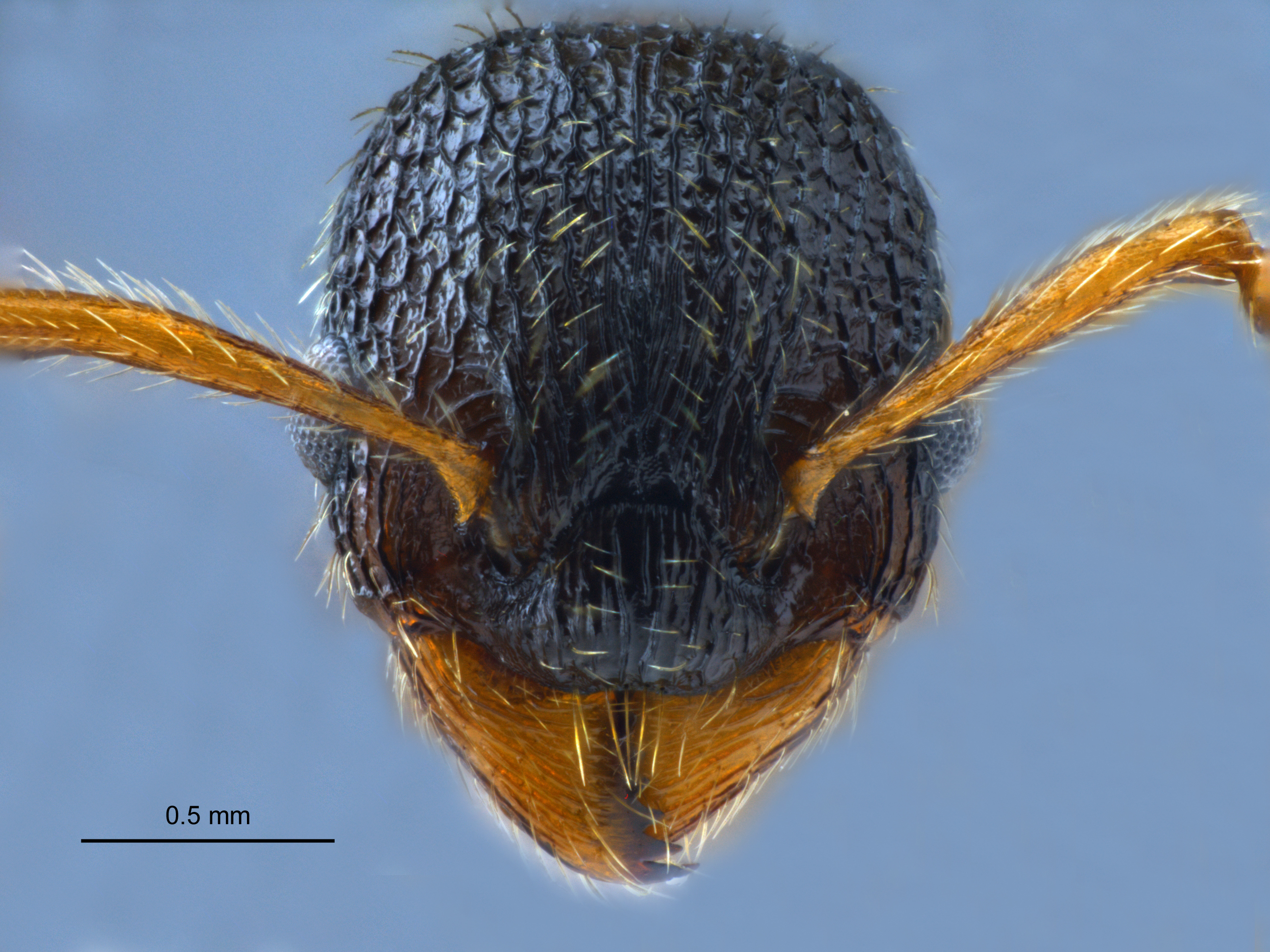 Myrmica angulinodis frontal