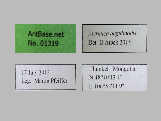 Myrmica angulinodis label