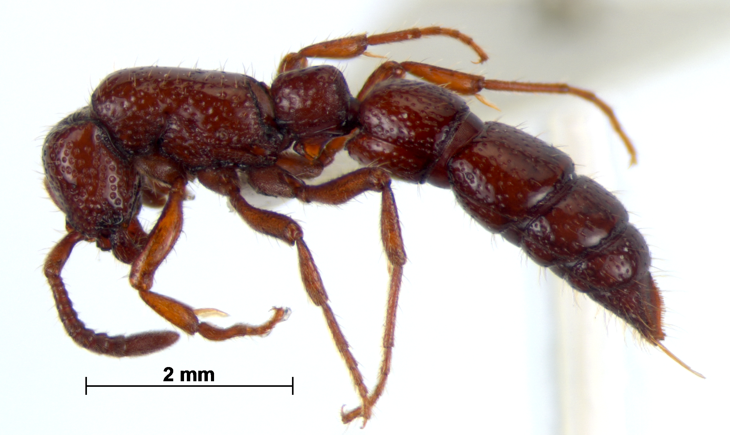 Sphinctomyrmex furcatus lateral