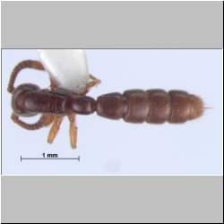 Zasphinctus  siamensis (Jaitrong, 2016) lateral
dorsal