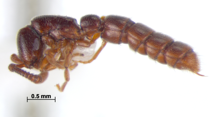 Zasphinctus siamensis lateral