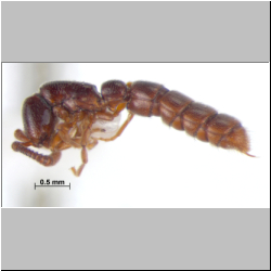 Zasphinctus  siamensis (Jaitrong, 2016)
lateral