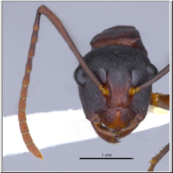 Polyrhachis delicata  Crawley, 1915 lateral
frontal