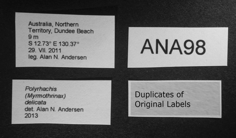 Polyrhachis delicata label