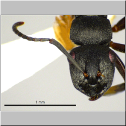 Polyrhachis inconspicua   Emery, 1887 lateral
frontal