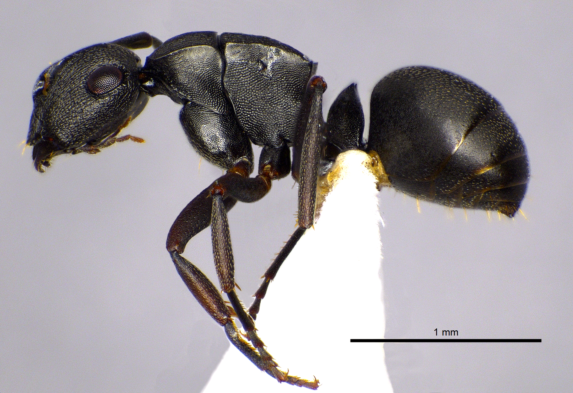 Polyrhachis inconspicua lateral