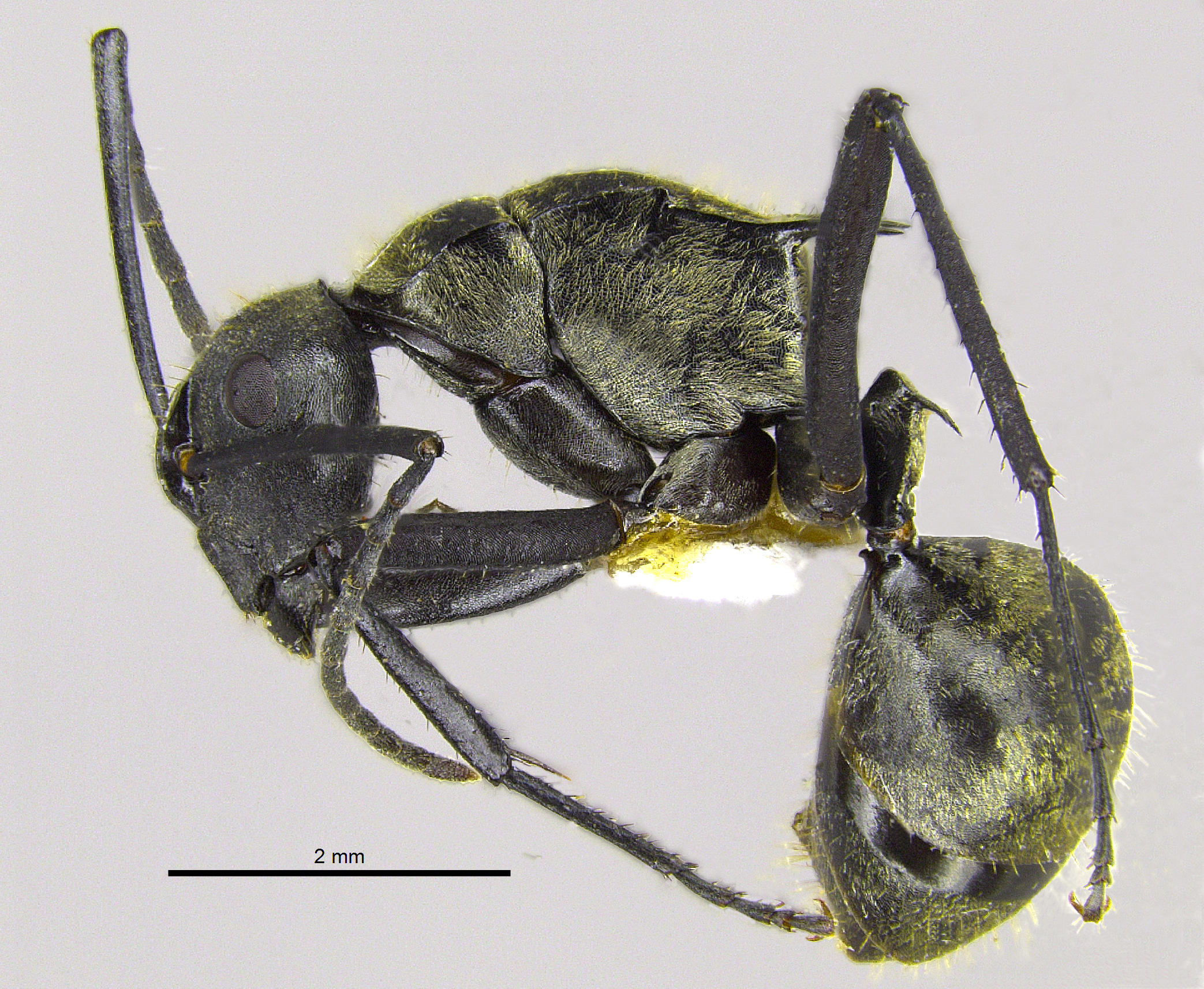 Polyrhachis nourlangie lateral