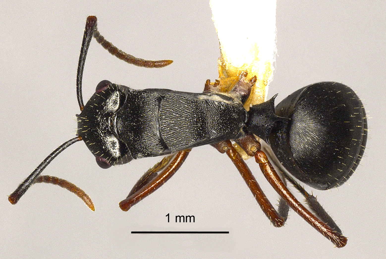 Polyrhachis pseudothrinax dorsal