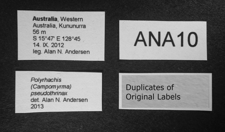 Polyrhachis pseudothrinax label