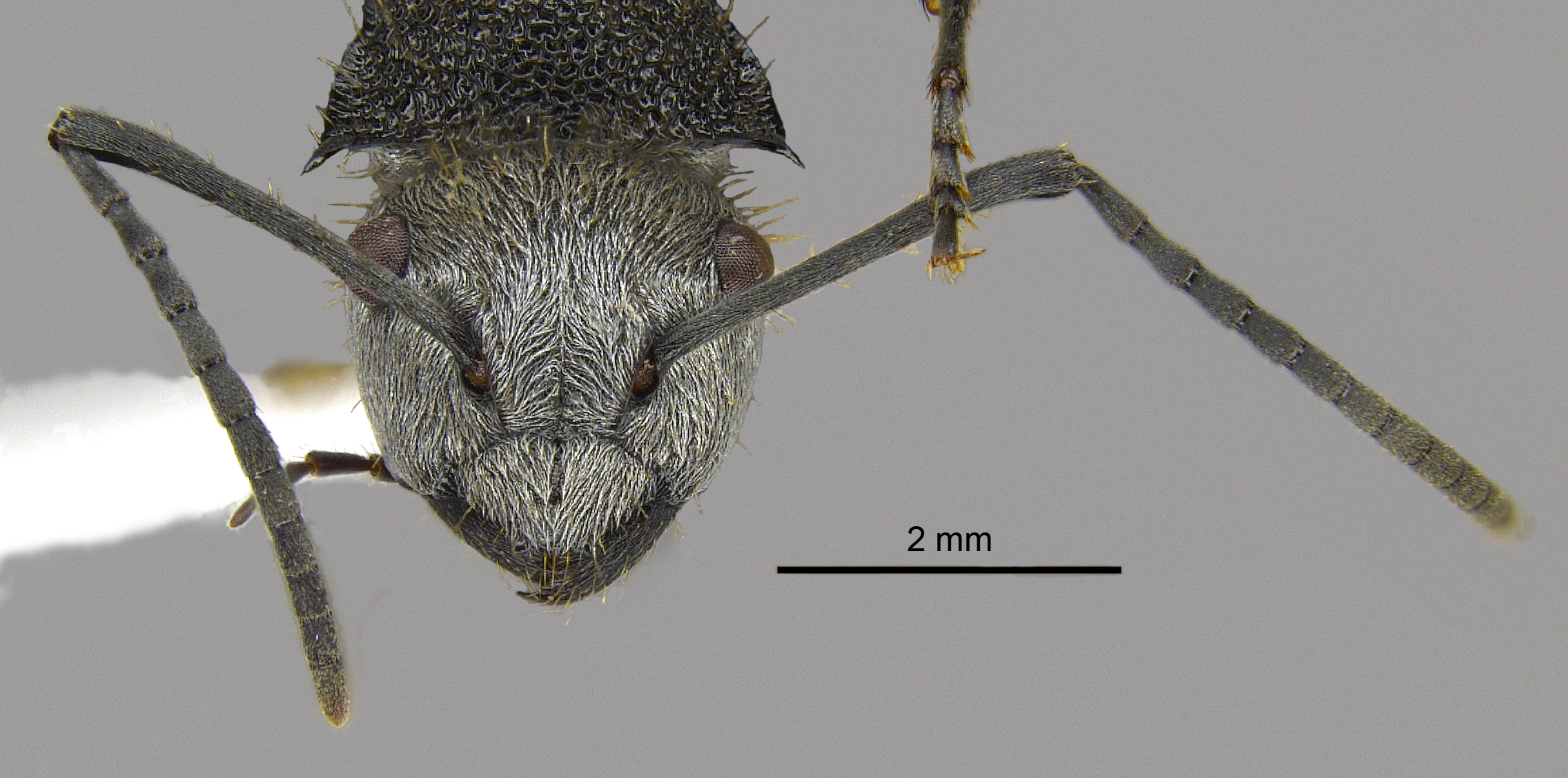 Polyrhachis senilis frontal