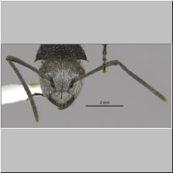 Polyrhachis senilis Forel, 1902 lateral
frontal