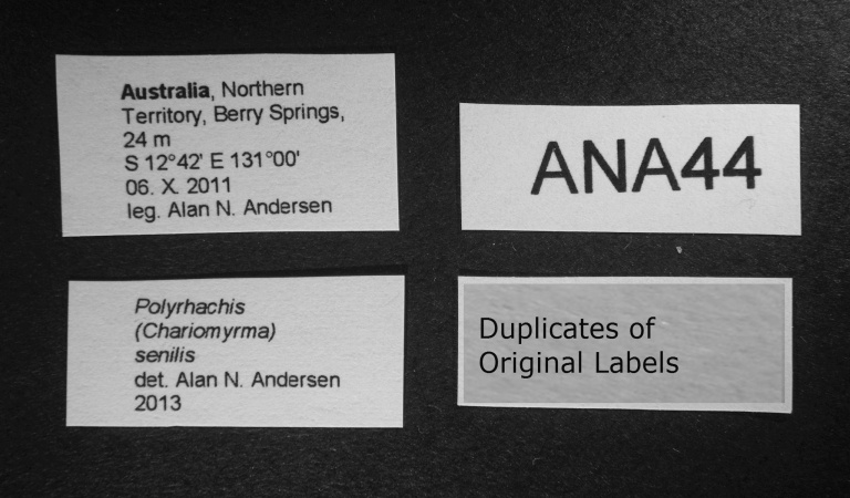 Polyrhachis senilis label