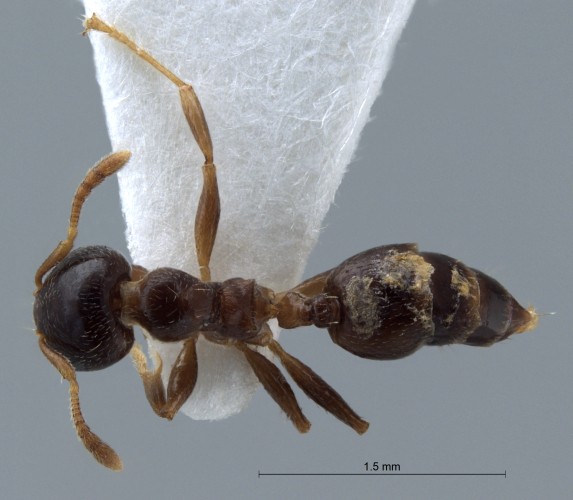 Crematogaster  bandarensis dorsal