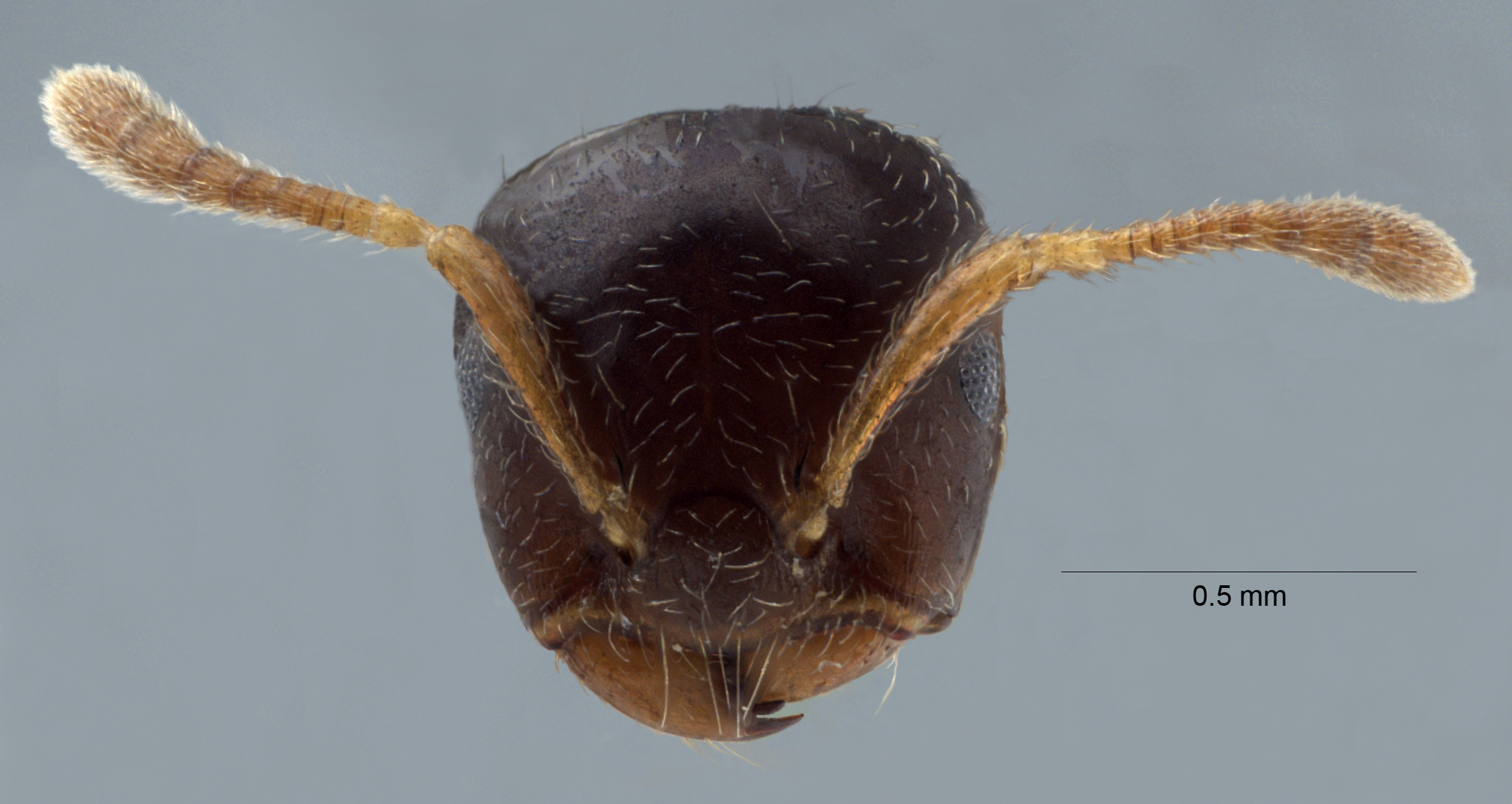 Crematogaster claudia frontal