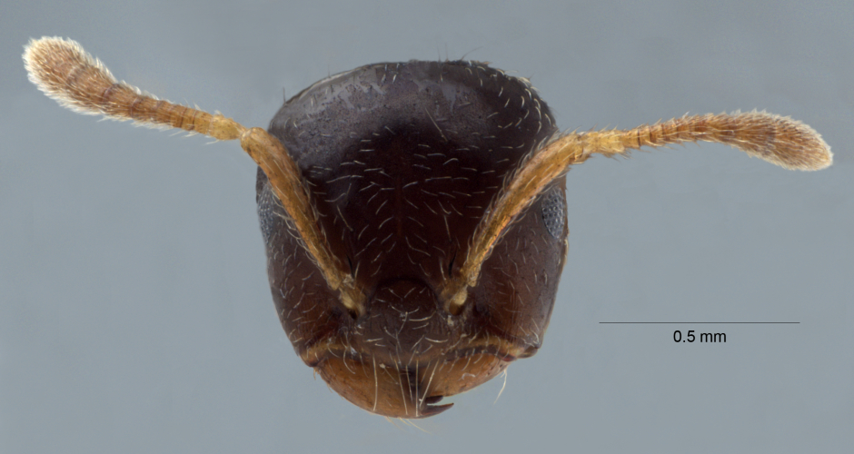 Crematogaster  bandarensis frontal