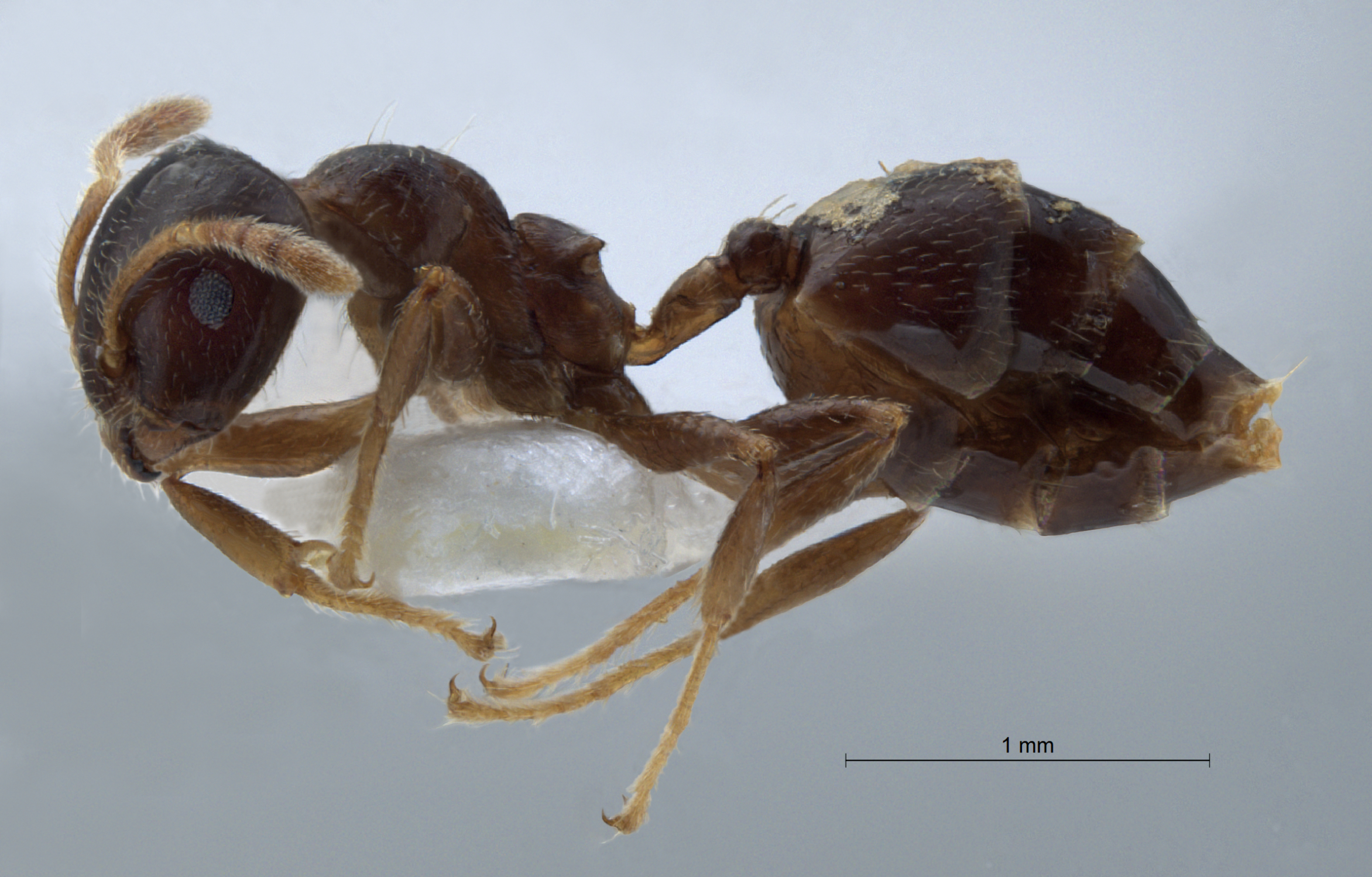 Crematogaster claudia lateral