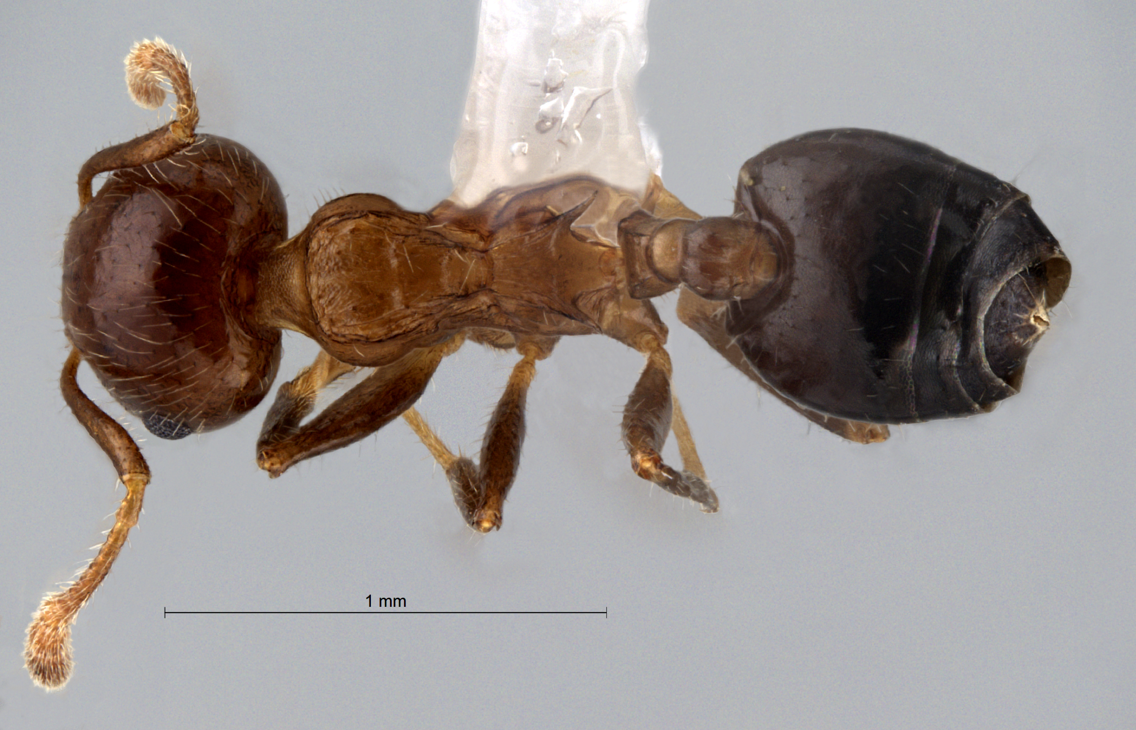 Crematogaster claudia