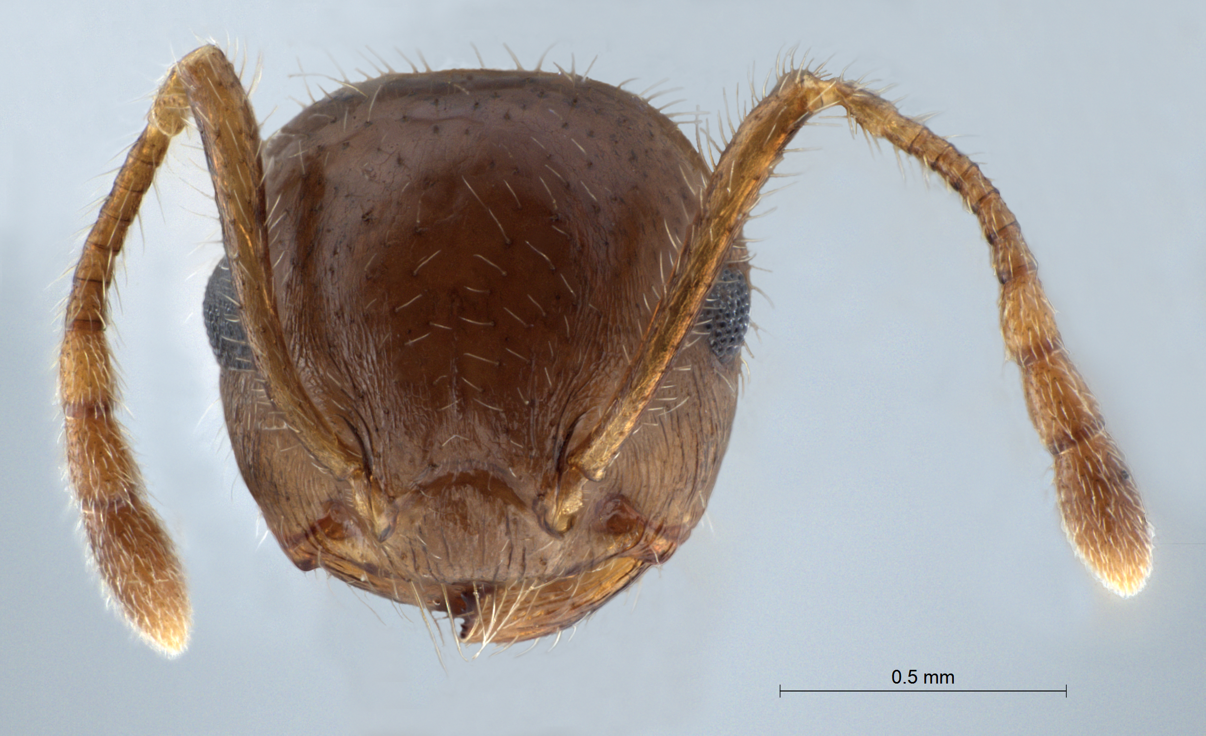 Crematogaster claudia frontal