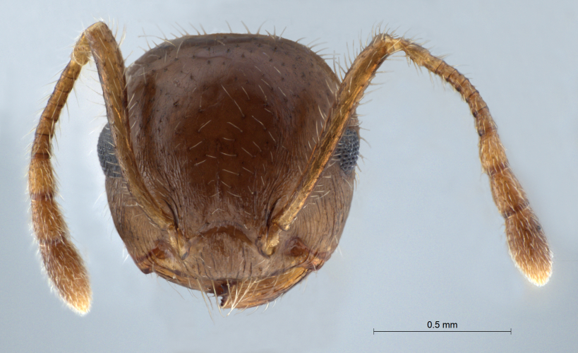 Crematogaster  bandarensis frontal