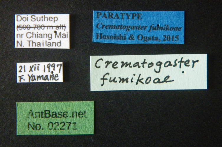 Crematogaster fumikoae label