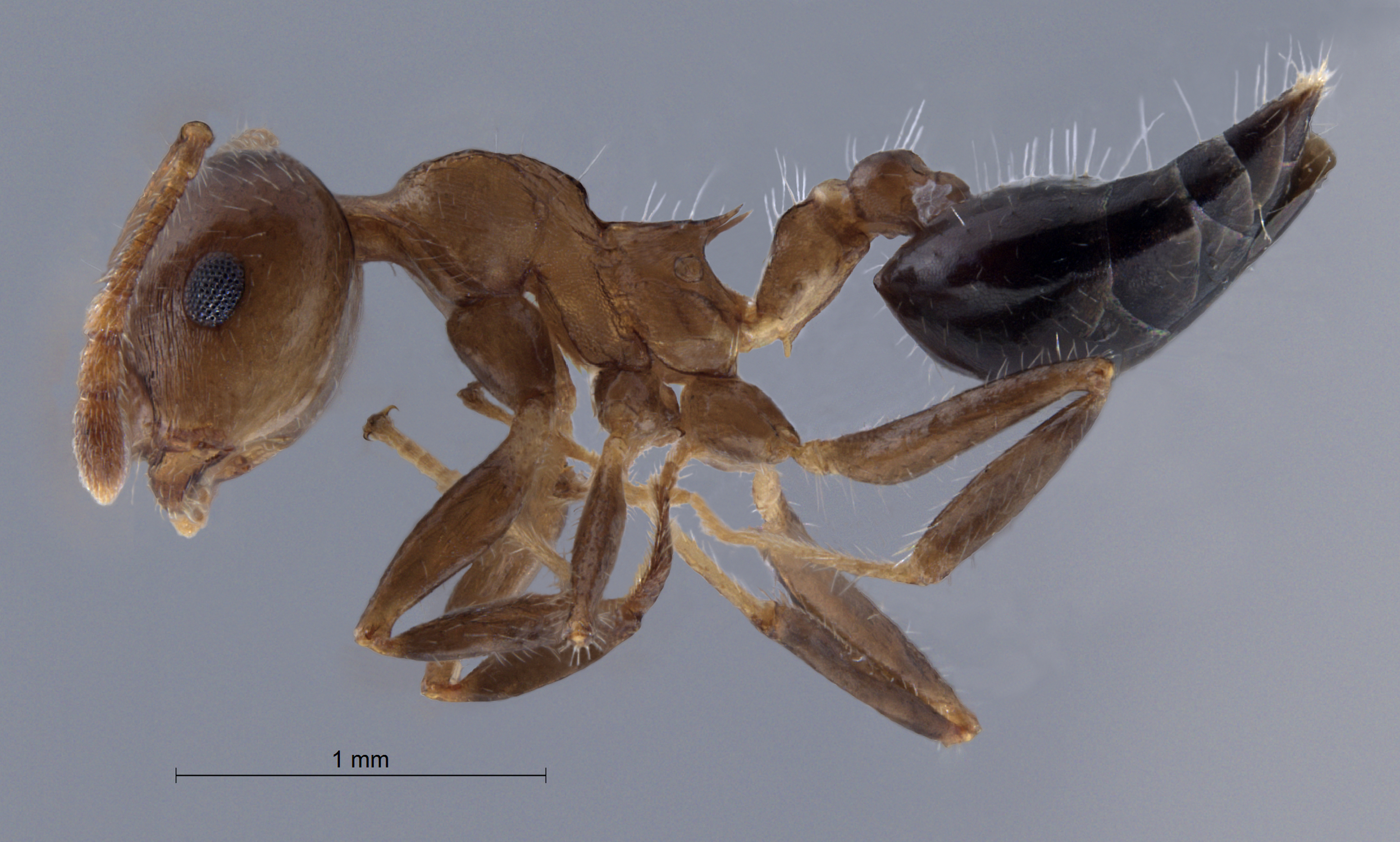 Crematogaster claudia lateral