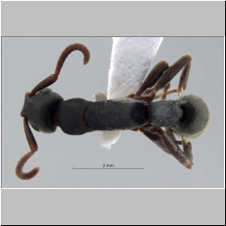   Platythyrea punctata (Smith, 1858) lateral
dorsal