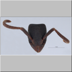 Platythyrea