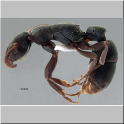  Platythyrea punctata (Smith, 1858)