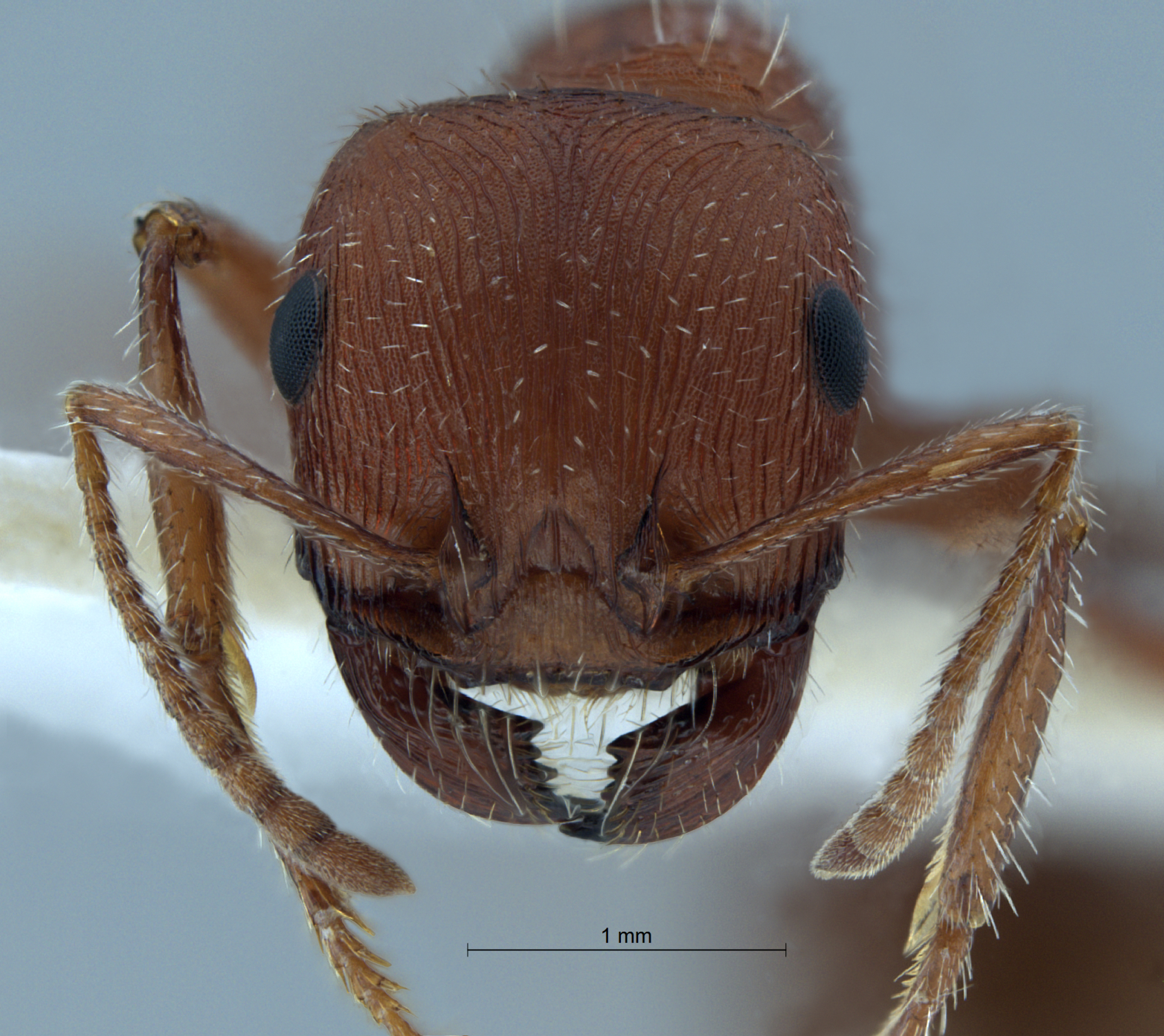  Pogonomyrmex salinus frontal