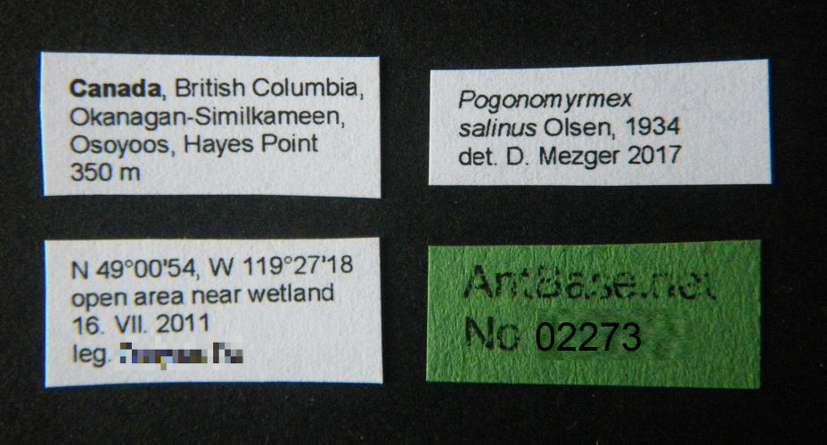Pogonomyrmex salinus label
