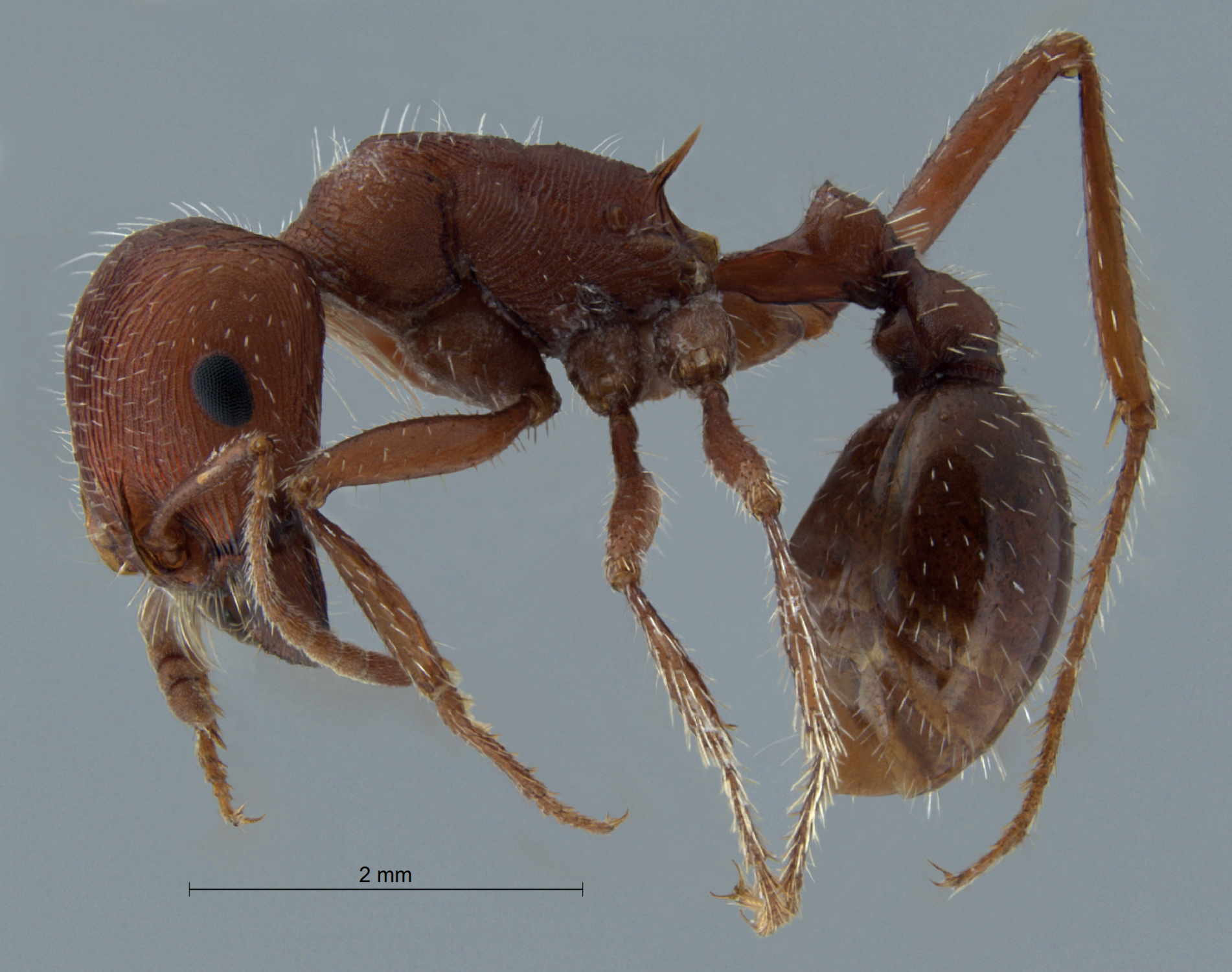 Pogonomyrmex salinus lateral