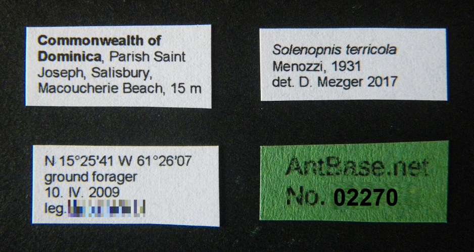 solenopsis terricola label