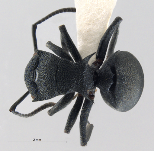 Polyrhachis cryptoceroides