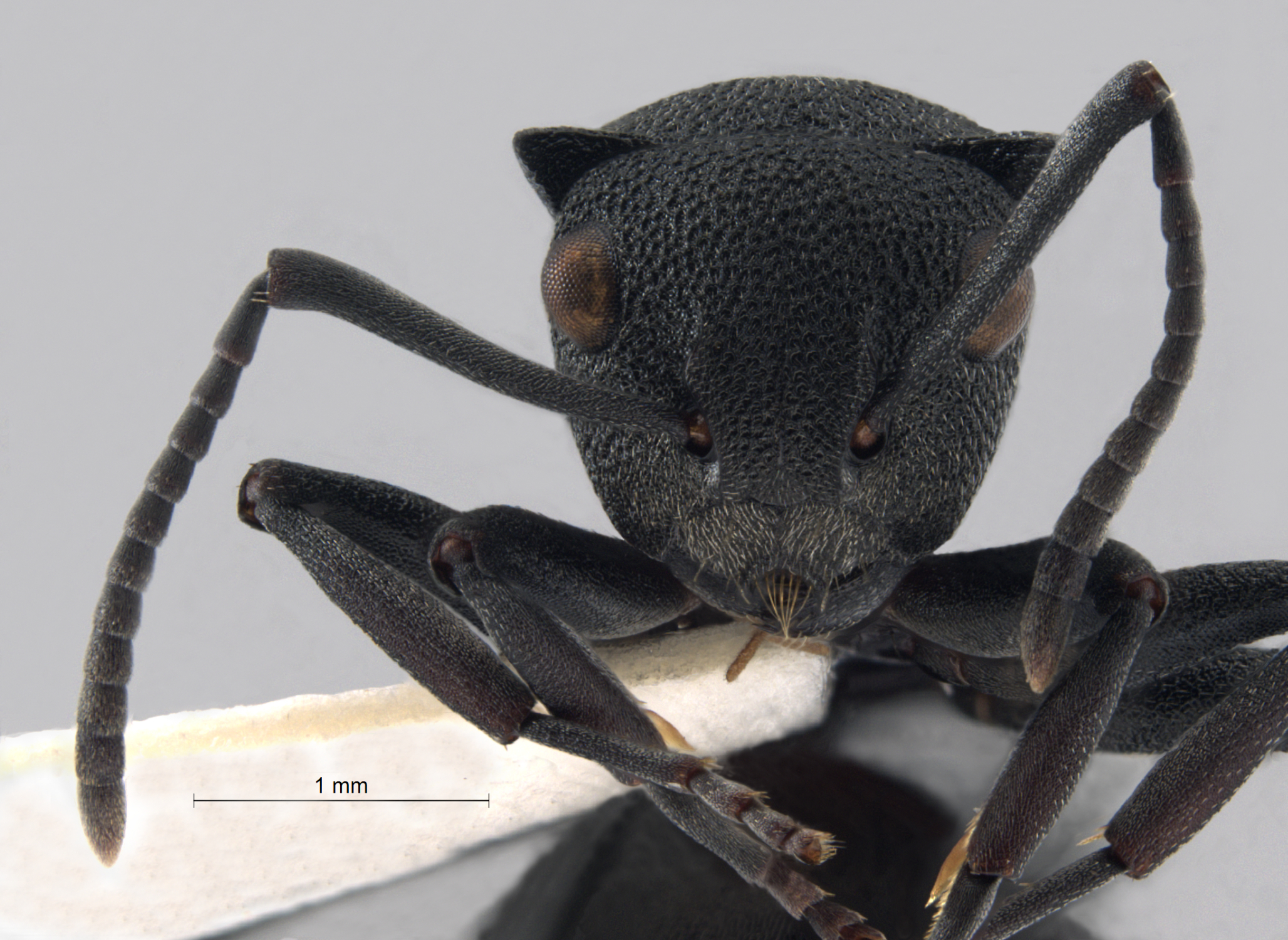 Polyrhachis cryptoceroides