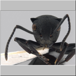 Polyrhachis