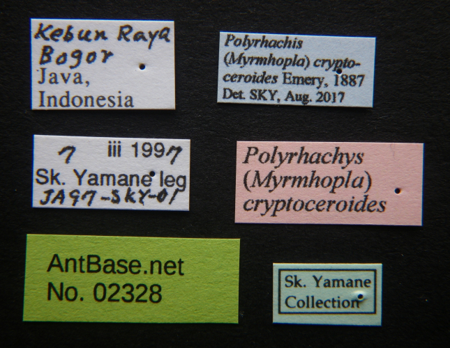 Polyrhachis cryptoceroides label