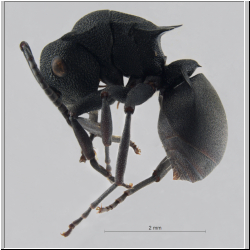  Polyrhachis cryptoceroides  Foerster, 1850
