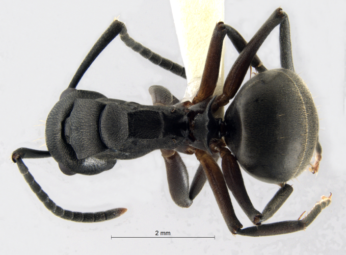 Polyrhachis halidayi