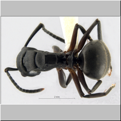 Polyrhachis halidayi  Emery, 1887