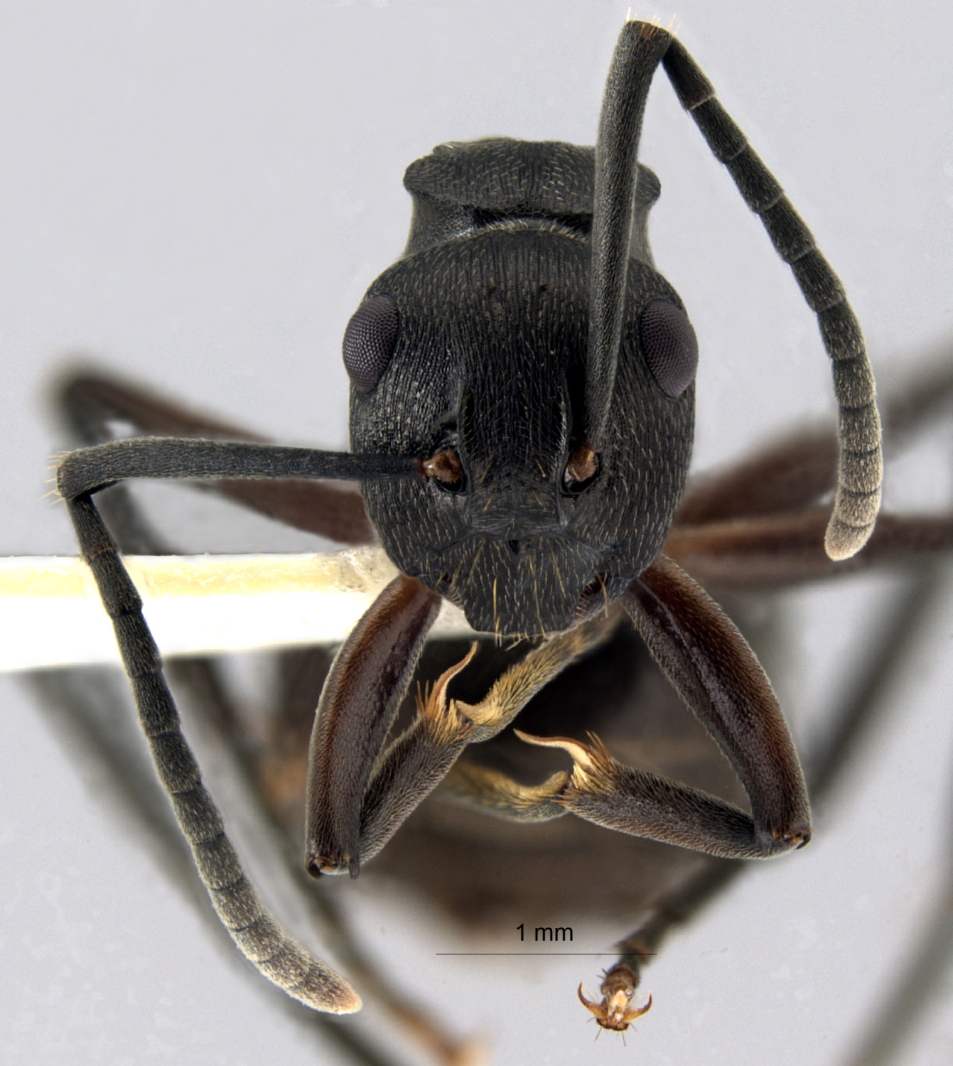 Polyrhachis halidayi