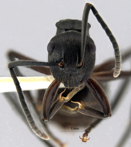 Polyrhachis halidayi frontal