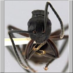 Polyrhachis