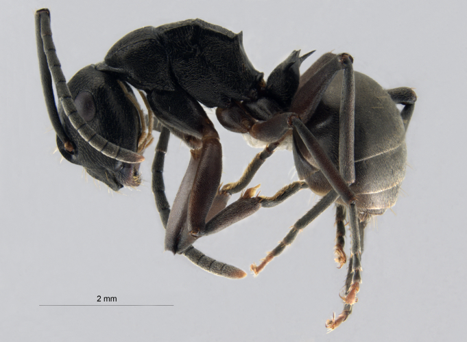  Polyrhachis halidayi lateral